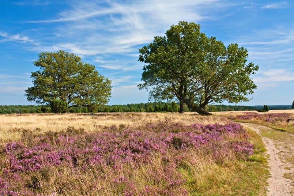 Heidelandschaft mit Eichen und Weg in der Lüneburger Heide zur Zeit der Heideblüte