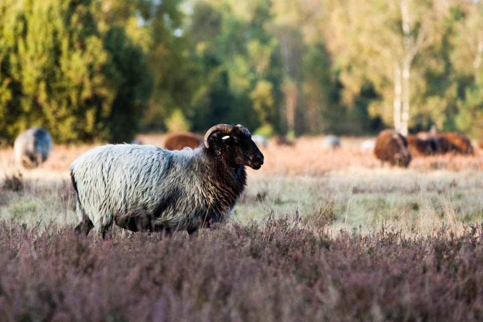 Heidschnucke in der Lüneburger Heide