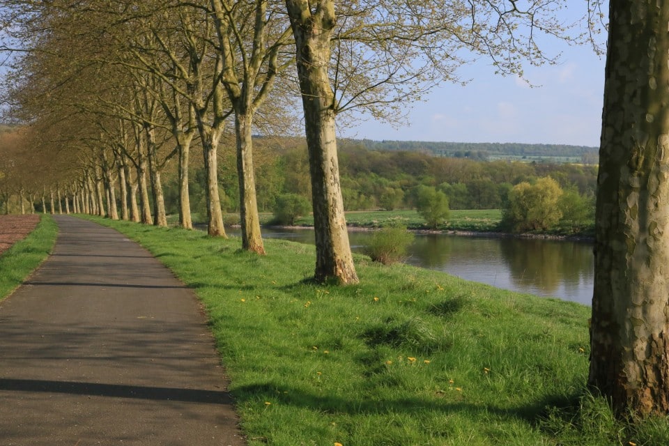 Platanenreihe am Radweg