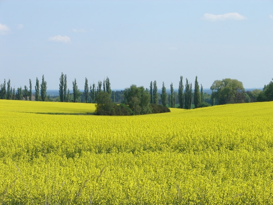 Rapsfeld im Fläming