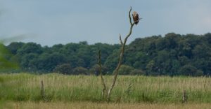 Seeadler im Naturpark Nossentiner - Schwinzer Heide