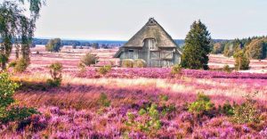 Heideblüte in der Lüneburger Heide