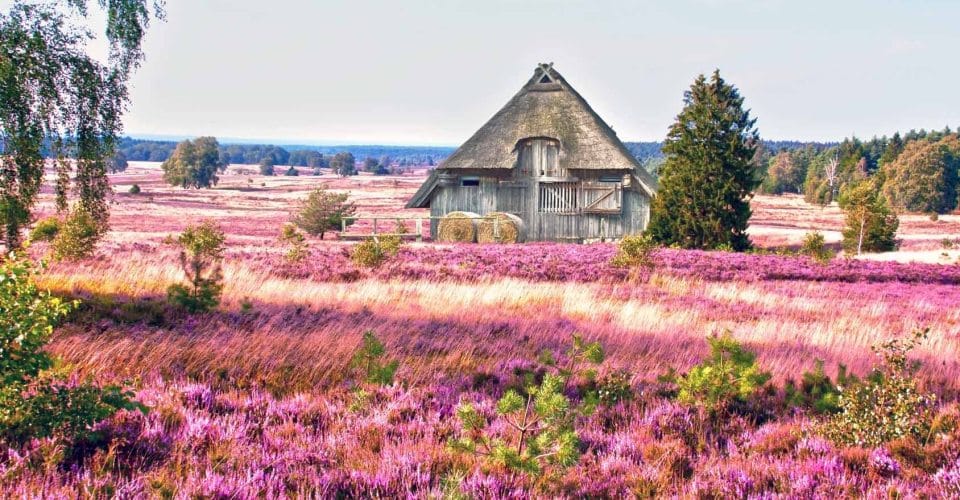 Heideblüte in der Lüneburger Heide