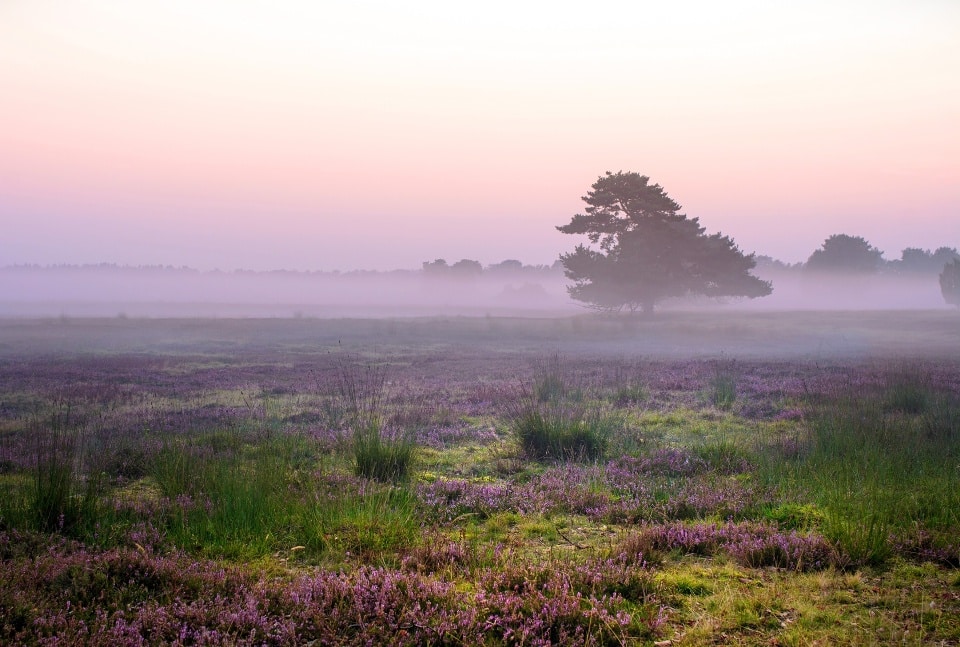 traumhafter Sonnenaufgang bei Nebel in der Lüneburger Heide