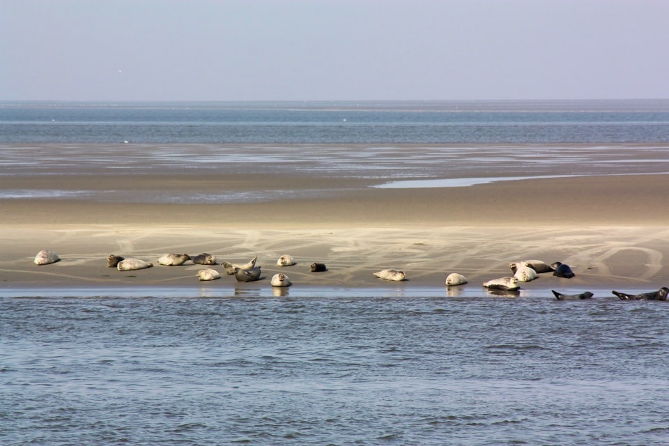Seehunde auf einer Sandbank