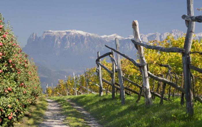 Weinberg im Vinschgau