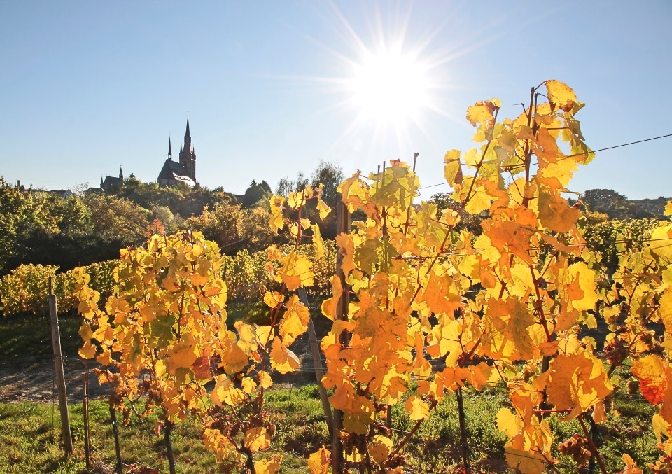 Rheingau