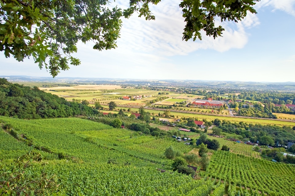Weinberge in Sachsen - Urlaub im Sächsischen Elbland