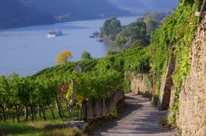 Weinberg in der Wachau an der Donau bei Melk