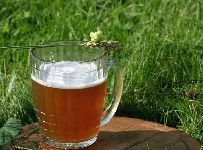Bierkrug mit Hopfen auf der grünen Wiese Bierkrug mit Hopfen auf der grünen Wiese in der Hallertau