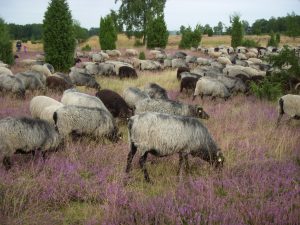 Heidschnucken