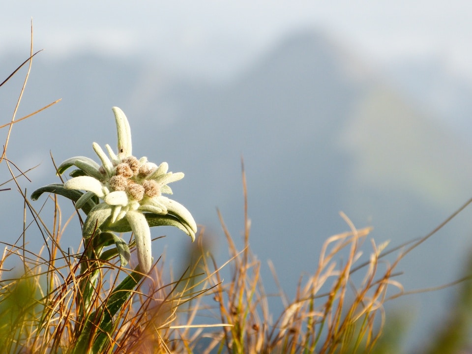Edelweiß Edelweiss Alpenblume