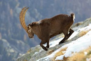 Steinbock