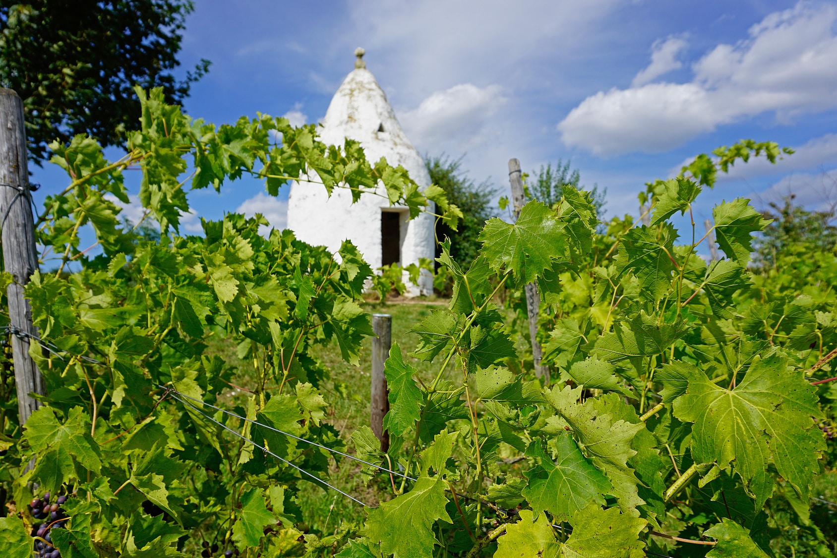 Rheinhessen Rheinhessen