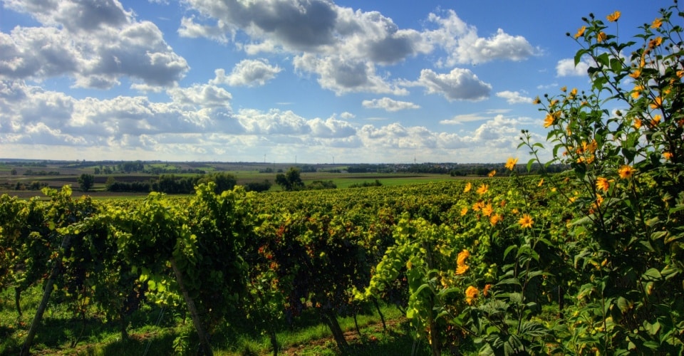 Weinland Rheinhessen im Sommer