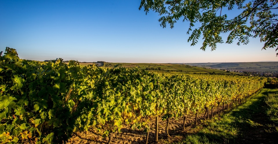 Rheinhessen: Das Land der 1000 Hügel