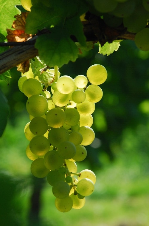 weiße-traube Weinstock mit weißen Trauben