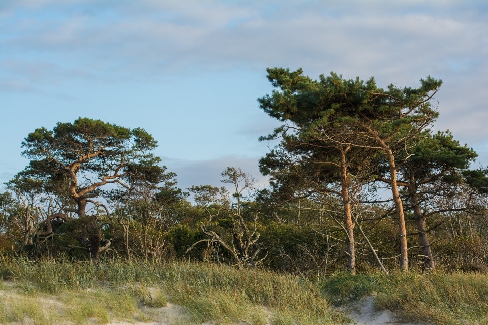 Darßer Weststrand mit Windflüchtern, Mecklenburger Ostseebäder