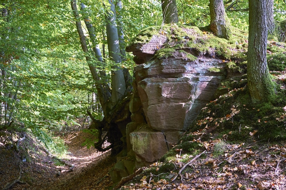 Hohlweg im Steigerwald bei Oberschwarzach, Unterfranken
