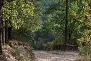 Wanderweg im Steigerwald