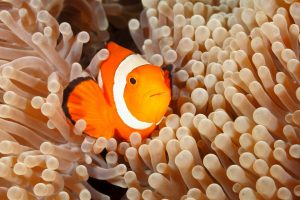 Clownfisch, Tropen-Aquarium Hamburg
