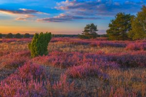 Nemitzer Heide im Wendland