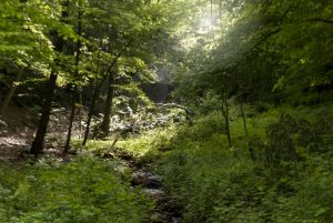 Auf dem Rheinsteig