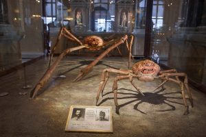 Japanische Riesenseespinne im Naturhistorischen Museum Wien, Österreich