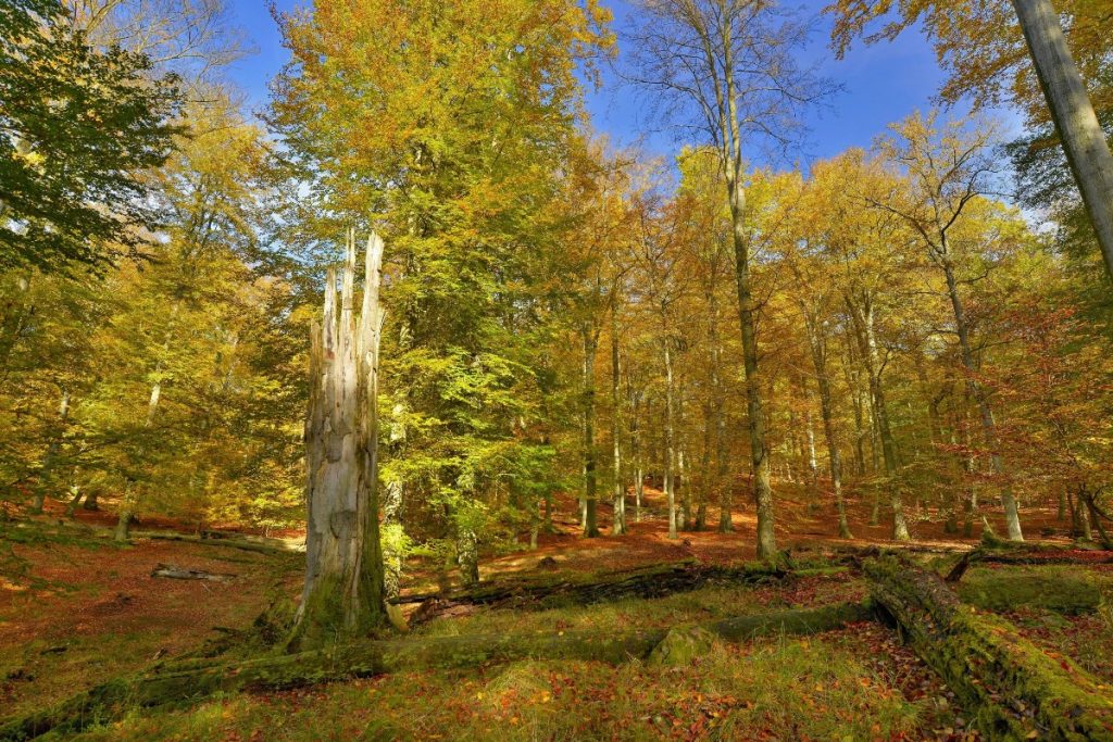Die alten Buchenwälder von Serrahn