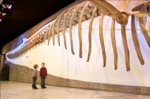 Walskelett im Senckenberg Museum