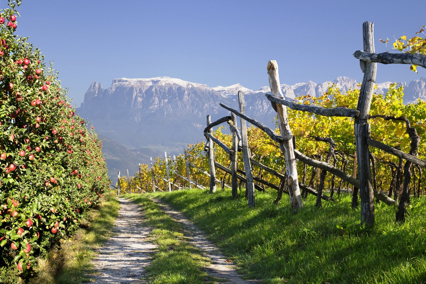Weinberg und Äpfel im Vinschgau