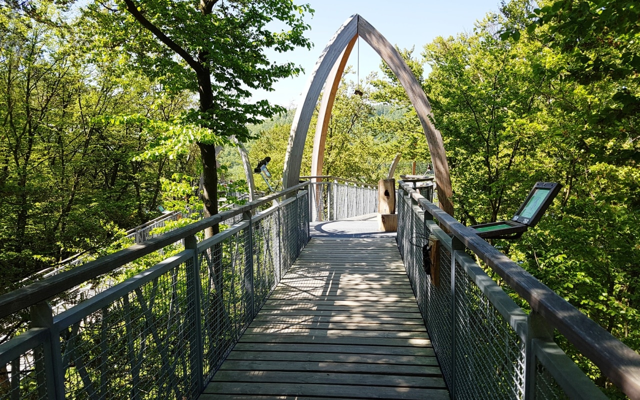 Baumkronenweg im Buchenwald, Nationalpark