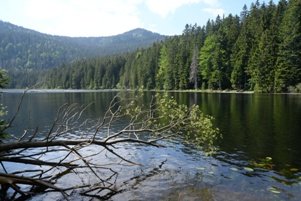 Bayerischer Wald