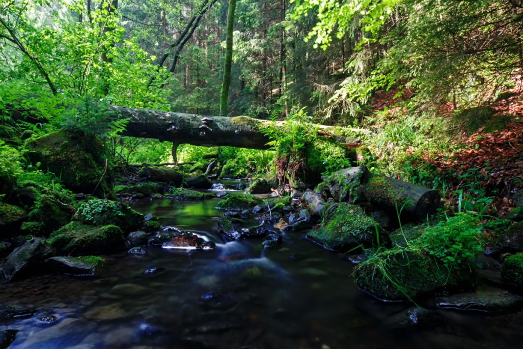 Silberbachtal im Teutoburger Wald - Hermannsweg