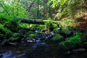Silberbachtal im Teutoburger Wald - Hermannsweg