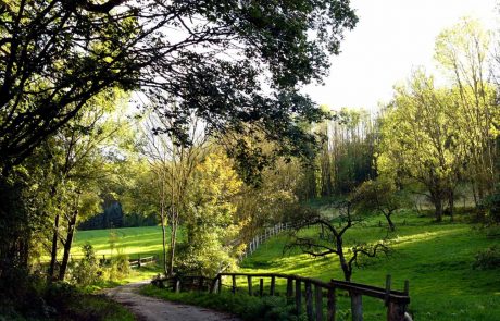 Idyllischer Weg bei Oerlinghausen im Teutoburger Wald