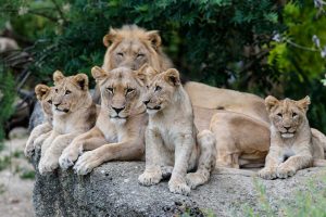Löwen im Zoo Basel