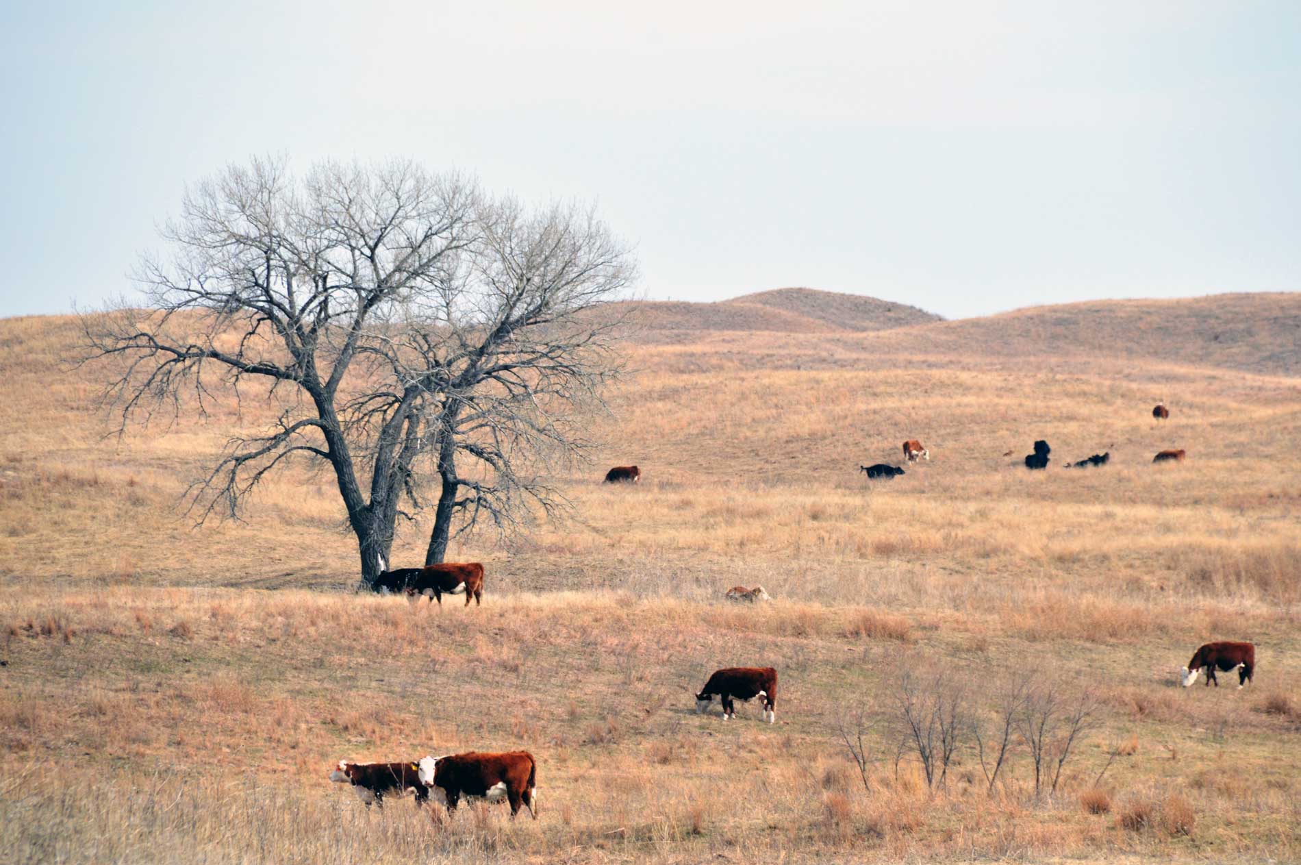 Sandhills