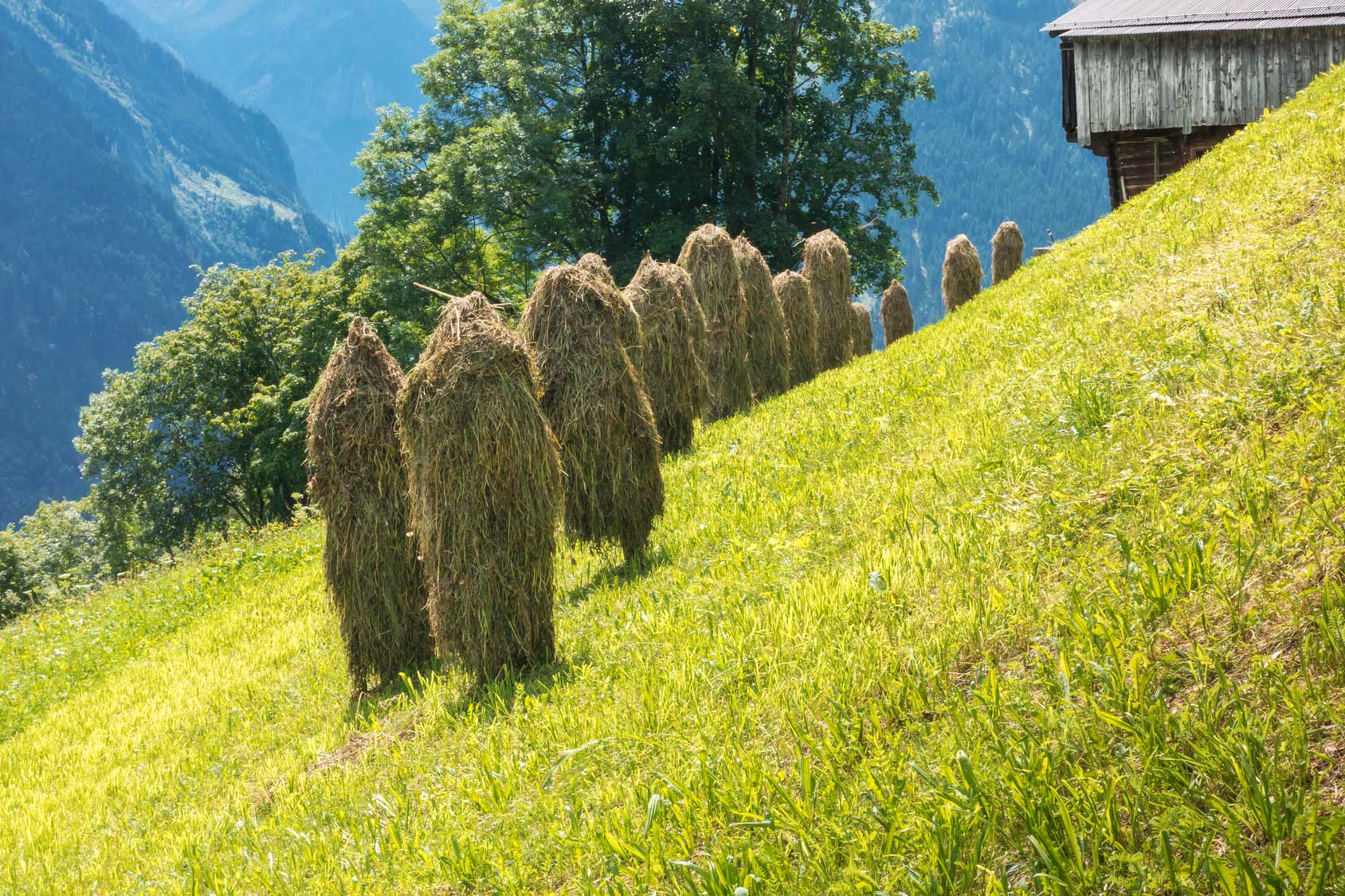 Heuernte Heuschober Heuernte