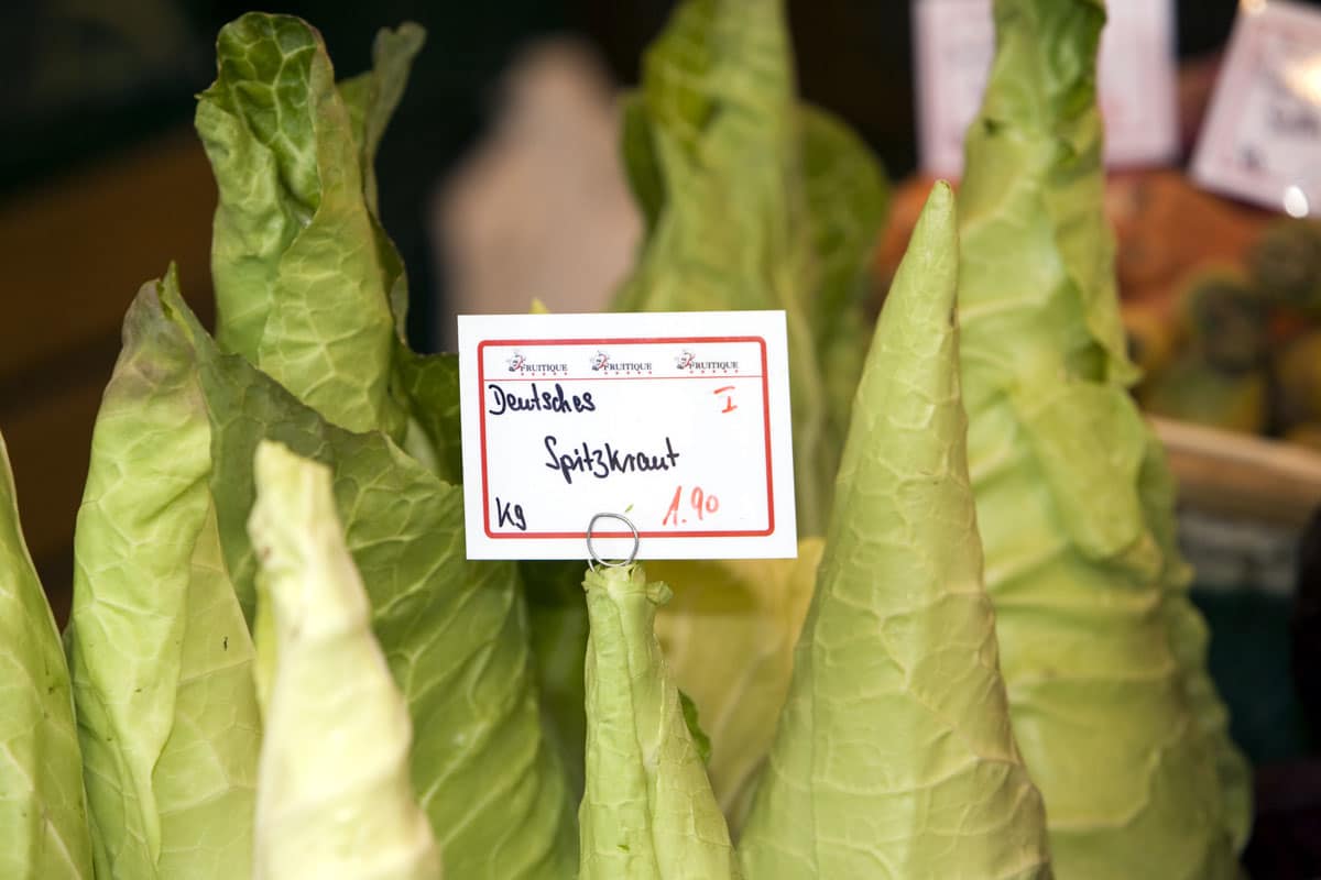 Spitzkraut