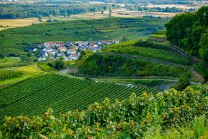 Blick auf Ihringen - Kaiserstuhlpfad