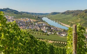 Nittel an der Mosel - Moselsteig