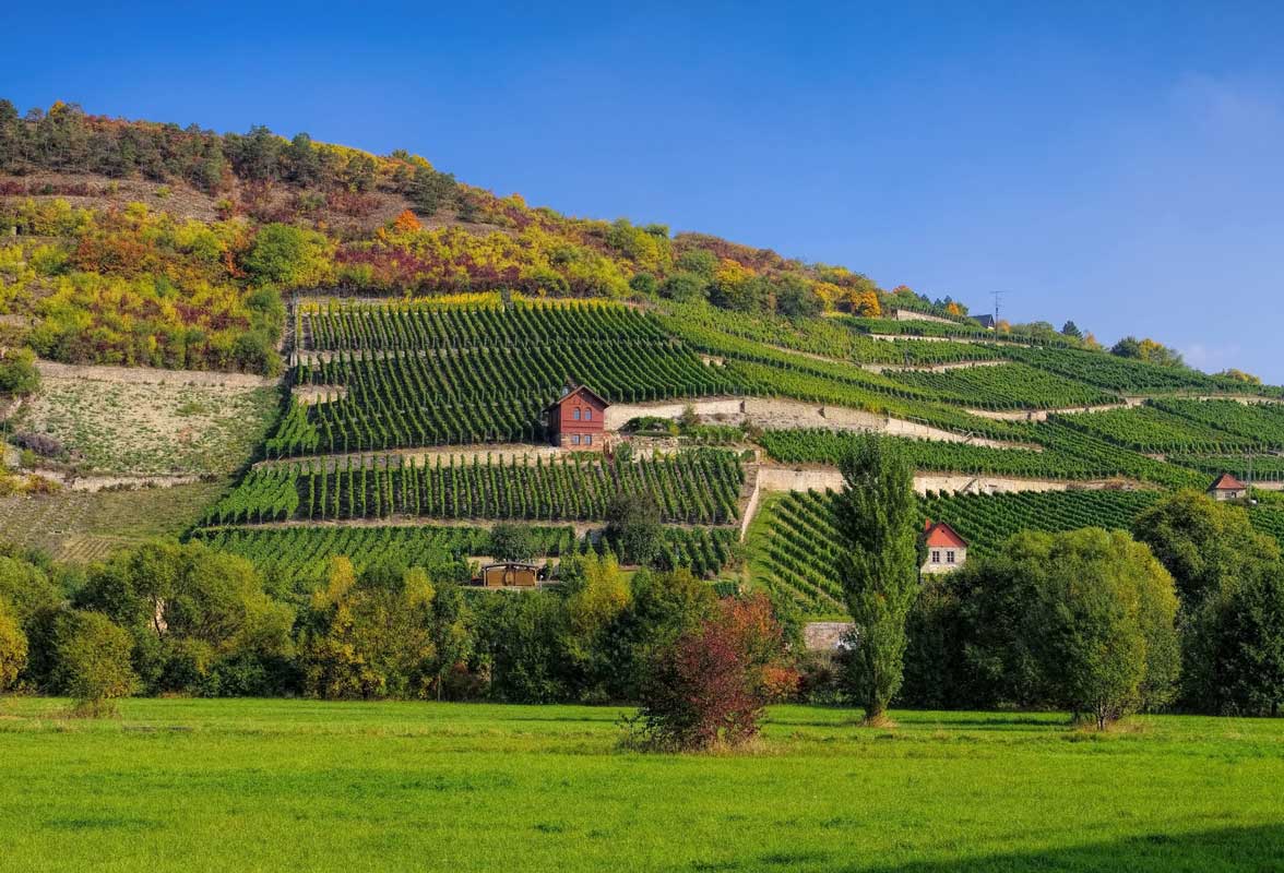 Saale-Unstrut-Weinberge - Saale-Weinwanderweg