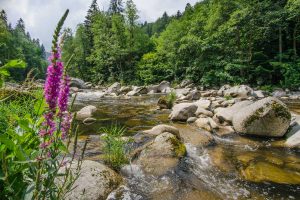 Murgtal im Schwarzwald - Westweg