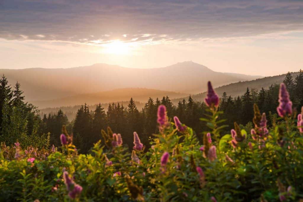 Blick auf den Großen Arber - Goldsteig - Trans Bayerwald