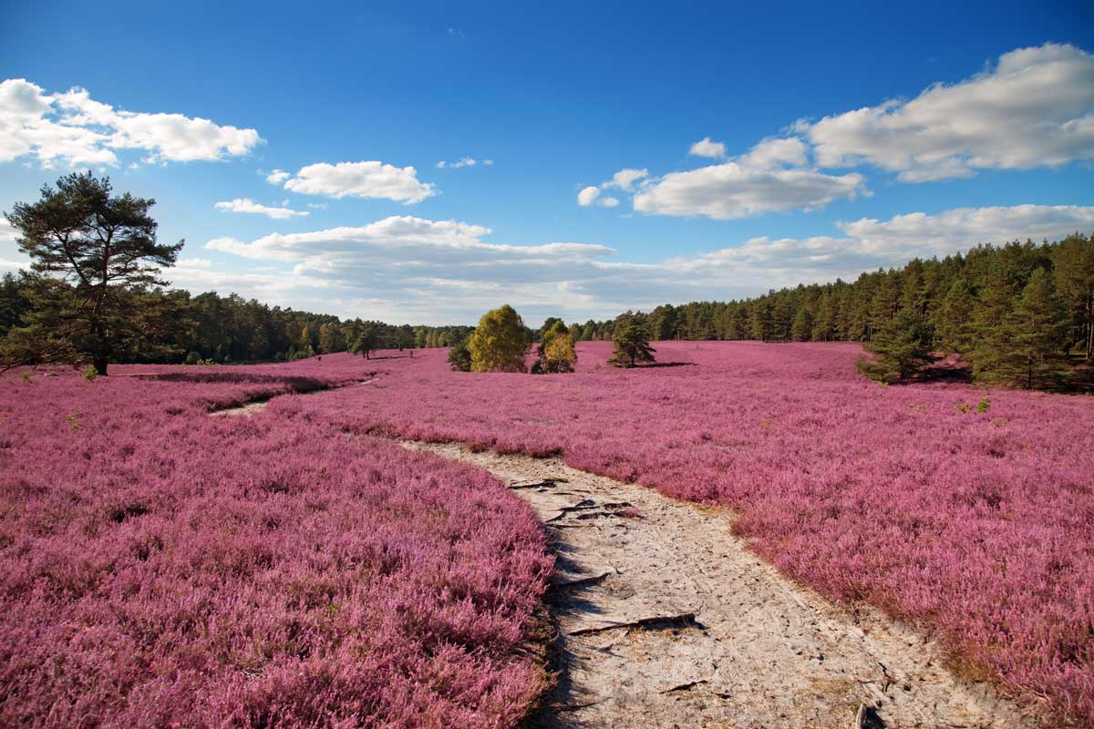 Heidelandschaft in der Lüneburger Heide - Wümme-Radweg - Leine-Heide-Radweg