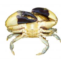 helgoland spezialität