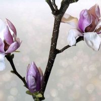 Magnolie