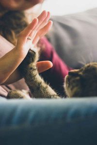 Spielende Katze