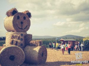 Maislabyrinth Liederbach